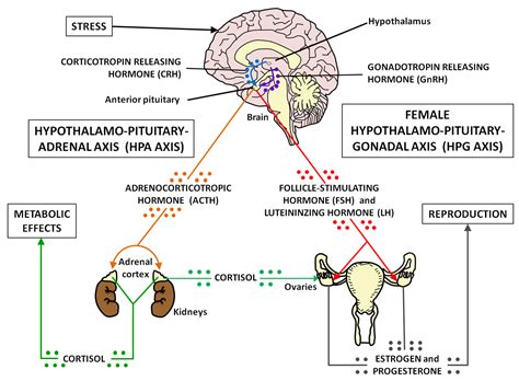 hypothalamic pituitary axis